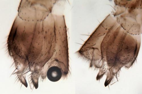 Orfelia sp.